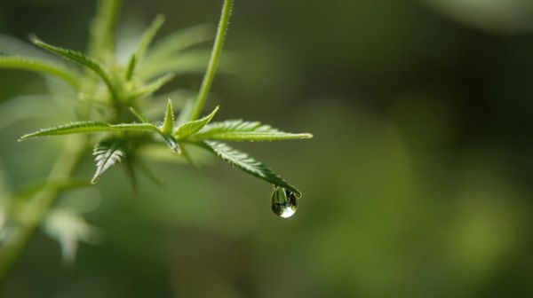 Découvrez les bienfaits thérapeutiques du cannabis CBC