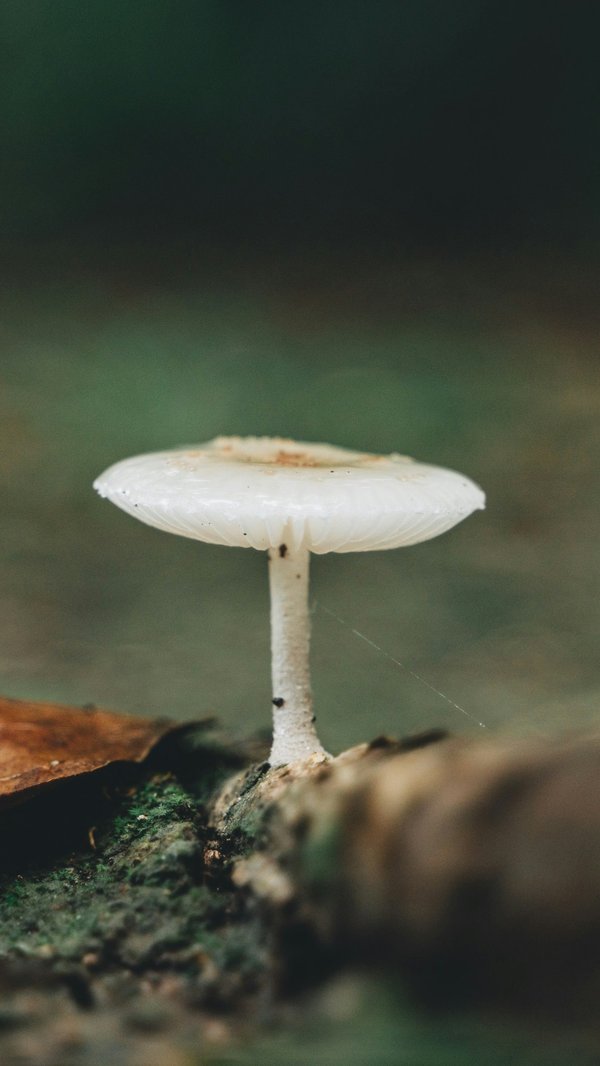 Quelles sont les techniques de gestion de la douleur chez les patients en soins post-opératoires?